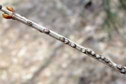 twig with viburnum leaf beetle egg sites