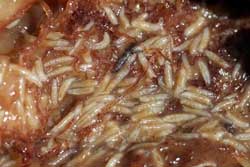 vinegar fly larvae