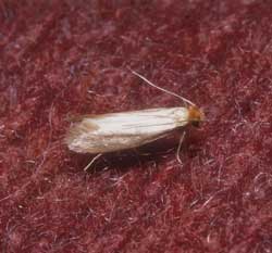 Clothes Moths: Got Pests? : Board of Pesticides Control: Maine DACF