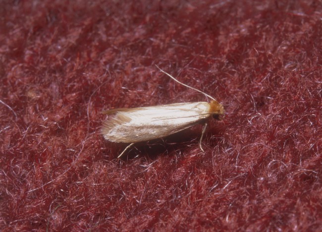 Clothes moth Control