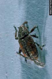 adult white pine weevil