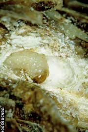 white pine weevil larva