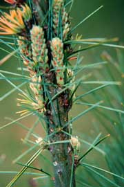 close-up of white pine weevil oviposition site