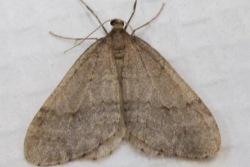 winter moth