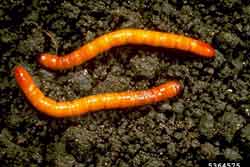 wireworms