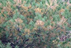 close-up of pine showing natural fall conifer needle drop