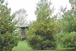 pines showing natural fall conifer needle drop