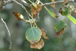 leaf scorch on aspen