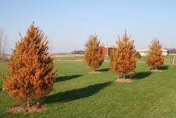 trees dead due to winter drying
