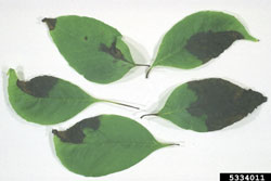 ash leaves showing symptoms of anthracnose