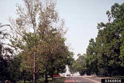 sycamore with anthracnose