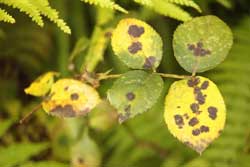 rose leaves infected with black spot