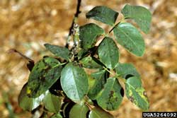 rose plant infected with black spot