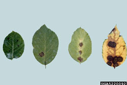 symptoms of black spot on leaves