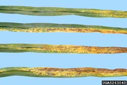 close-up of leaves infected with daylily rust