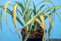 yellow leaves caused by daylily rust