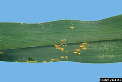 close-up of  pustules on leaves caused by daylily rust