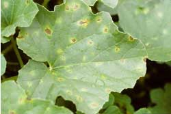 downy mildew on canteloupe leaf