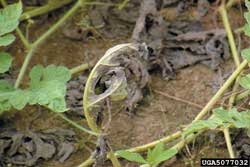 downy mildew on watermelon plant