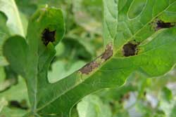 downy mildew on watermelon leaf