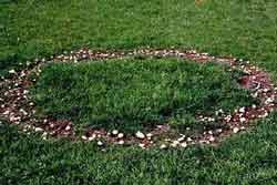 Fairy Rings [Turfgrass] (various Basidiomycete fungi)-Hort Answers