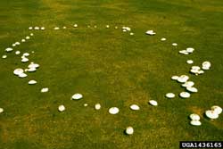 fruiting bodies of fairy rings