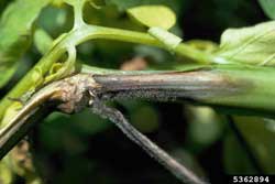 potato stem showing late blight