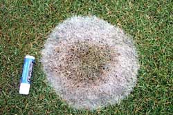 close-up of pink snow mold damage