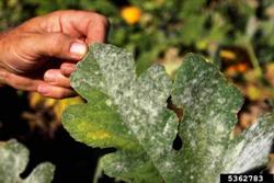 powdery mildew on pumpkin