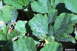 squash plant with symptoms of powdery mildew
