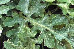 powdery mildew on watermelon plant