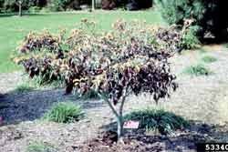 Powdery mildew on flowering dogwood