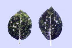 hydrangea leaves showing symptoms of powdery mildew