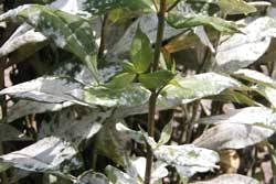 powdery mildew on phlox