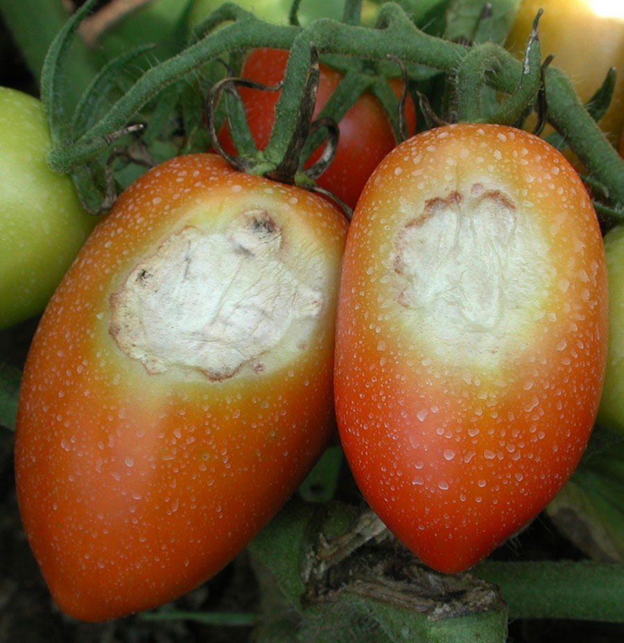 Common Tomato Diseases And Disorders Got Pests Board Of Pesticides 