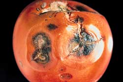 tomato with symptoms of anthracnose