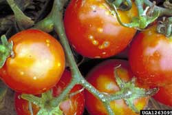 tomatoes with symptoms of bacterial canker