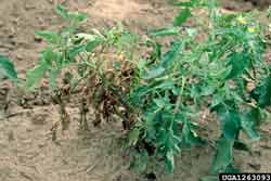 tomato plant with symptoms of bacterial canker