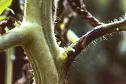 tomato stem with symptoms of bacterial canker