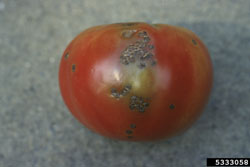 tomato with symptoms of bacterial spot