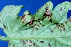 tomato leaf with symptoms of bacterial spot