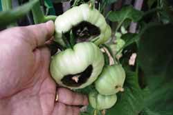 tomatoes with symptoms of blossom end rot