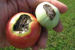 tomatoes with symptoms of blossom end rot