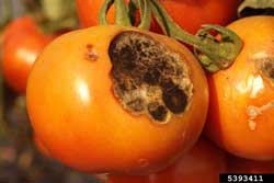 tomato showing symptoms of early blight