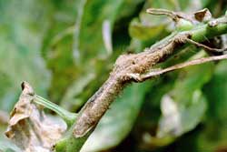 tomato stem with symptoms of early blight