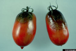 tomatoes showing symptoms of late blight