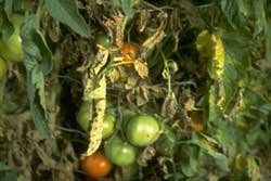 tomato plant with symptoms of tomato leaf spot
