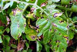 tomatoe leaves with symptoms of tomato leaf spot