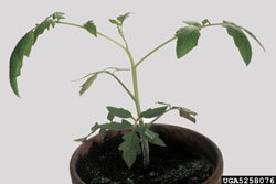 tomato plant with symptoms of white mold (sclerotinia stem rot)