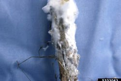 tomato stem with symptoms of white mold (sclerotinia stem rot)